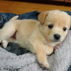 生後１ヶ月 カヌレちゃん里親募集中