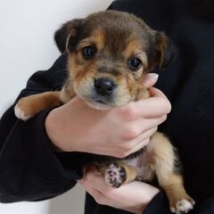 生後１ヶ月 ショコラちゃん里親募集中