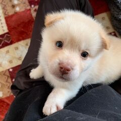 生後１ヶ月 マカロンちゃん里親募集中 - 三原市