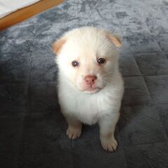 生後１ヶ月 マカロンちゃん里親募集中 - 犬