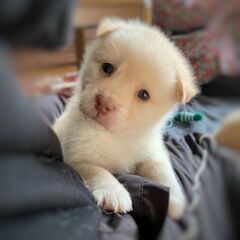生後１ヶ月 マカロンちゃん里親募集中 − 広島県