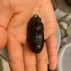 オオクワガタ　国産　メスの画像