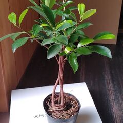観葉植物（幹３本ネジリ）