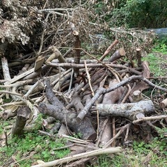 薪(ガジュマル、他)差し上げます。の画像