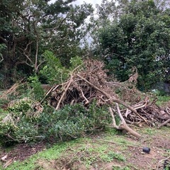 薪(ガジュマル、他)差し上げます。の画像