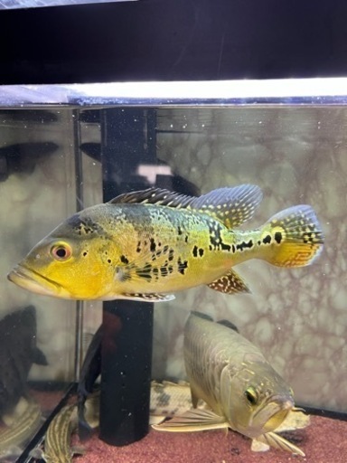 ※値下げ※キクラ　ケルベリー