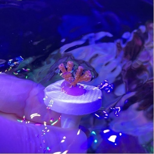 サンゴ（メデューサコモンサンゴレッド）