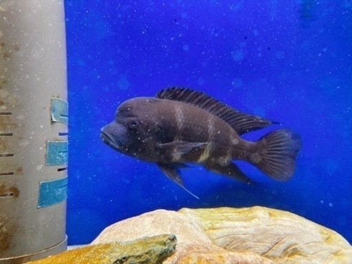フロントーサシクリッド　20cmくらい