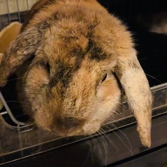 ロップイヤー うさぎ 里親募集