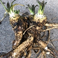 山わさび　300円〜