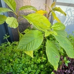 アボカド苗　4本