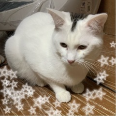 ⚽️🧸白多めなキジ白の仔猫🧸⚽️譲渡 (mikuru0201) 大分の猫の