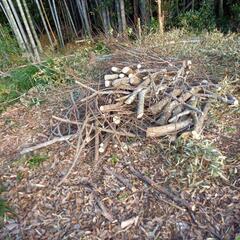 エノキ 伐採木の画像