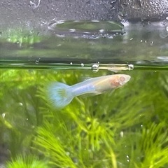 熱帯魚アルビノグッピーrreaアクアマリンピンクテールの画像