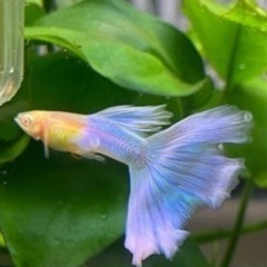 熱帯魚アルビノグッピーrreaアクアマリンピンクテール