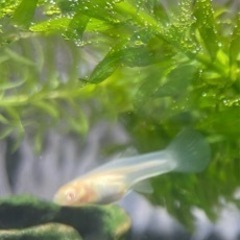 熱帯魚アルビノグッピーrreaアクアマリンピンクテールの画像