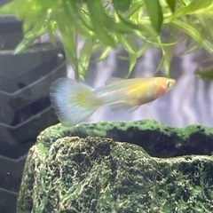 熱帯魚アルビノグッピーrreaアクアマリンピンクテールの画像