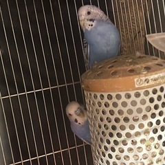 セキセイインコ　オス　1羽カゴ付き　遊び場つき