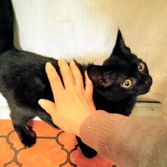 なんとも可愛い黒猫イギー❣❣