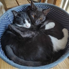 《ホビ＆テテ》人馴れ抜群✨元気いっぱい❣️