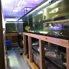 曲げガラス水槽の中古が安い！激安で譲ります・無料であげます