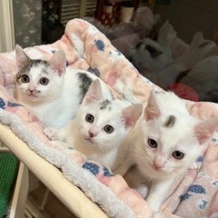 沖縄から来た3兄妹