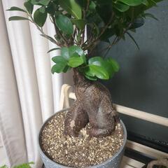 観葉植物店巡り(*´ω｀*)