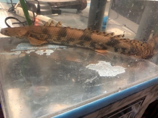 ポリプテルスエンドリケリー カミハタ約48センチ