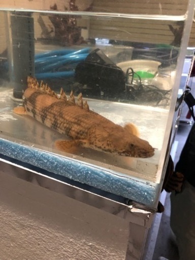 ポリプテルスエンドリケリー カミハタ約48センチ