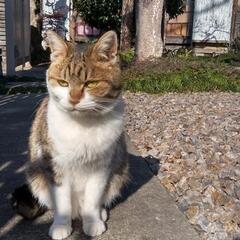 迷い猫の飼い主さんを探してます。