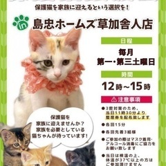 【保護猫譲渡会 in 島忠ホームズ草加舎人店】
