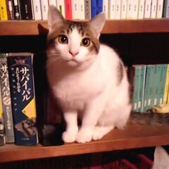とても賢くて元気な男の子