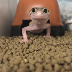 レオパ エクリプス 入荷