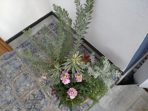 お花の寄せ植え【春の新作②】