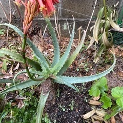 アロエ花付き