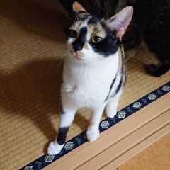 模様が特徴的な三兄妹