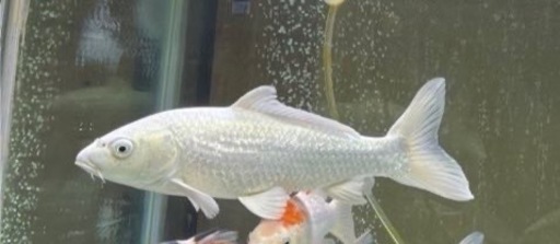 銀鱗プラチナ錦鯉2匹ペア