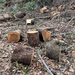 広葉樹　丸太の画像