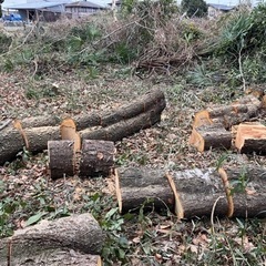 広葉樹　丸太の画像