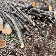 広葉樹　丸太の画像