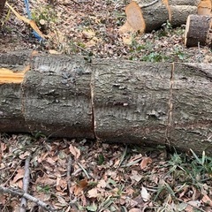 広葉樹　丸太の画像