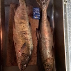 北海道 釣り仲間 募集🐟 - 札幌市