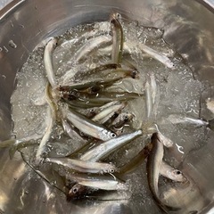 北海道 釣り仲間 募集🐟