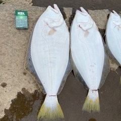 北海道 釣り仲間 募集🐟 - 友達