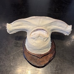 シュモクザメ　ハンマーヘッドシャーク