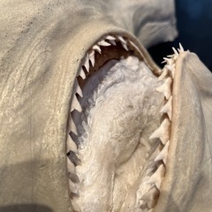 シュモクザメ　ハンマーヘッドシャークの画像