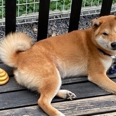 柴犬名前はココオス犬です😊