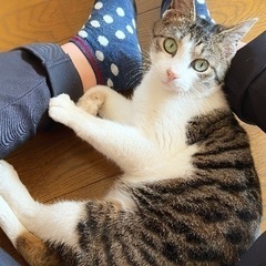 飲食店に悪さしていた野良猫を保護しました