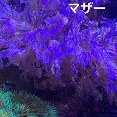 お譲り先決定　サンゴ♡3種の画像