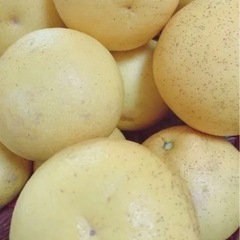 サワーポメロ　大小さまざま　今が旬　是非ご賞味を。